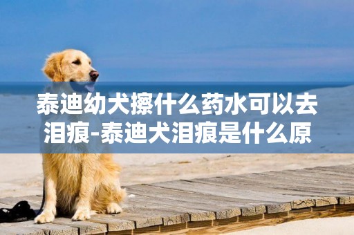 泰迪幼犬擦什么藥水可以去淚痕-泰迪犬淚痕是什么原因