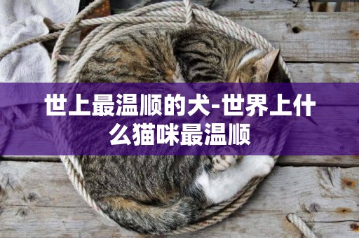 世上最溫順的犬-世界上什么貓咪最溫順