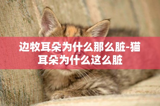 邊牧耳朵為什么那么臟-貓耳朵為什么這么臟