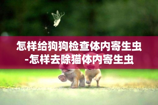 怎樣給狗狗檢查體內寄生蟲-怎樣去除貓體內寄生蟲