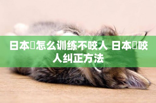 日本狆怎么訓練不咬人 日本狆咬人糾正方法