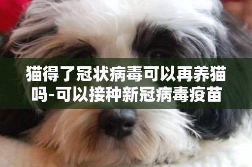 貓得了冠狀病毒可以再養貓嗎-可以接種新冠病毒疫苗嗎
