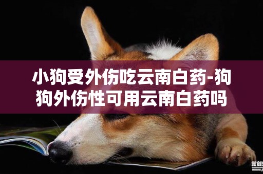 小狗受外傷吃云南白藥-狗狗外傷性可用云南白藥嗎