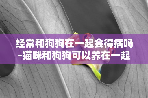 經常和狗狗在一起會得病嗎-貓咪和狗狗可以養在一起嗎