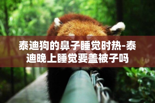 泰迪狗的鼻子睡覺時熱-泰迪晚上睡覺要蓋被子嗎