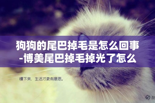 狗狗的尾巴掉毛是怎么回事-博美尾巴掉毛掉光了怎么回事