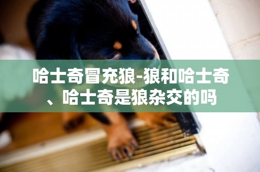 哈士奇冒充狼-狼和哈士奇、哈士奇是狼雜交的嗎