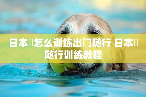 日本狆怎么訓練出門隨行 日本狆隨行訓練教程