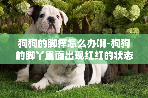 狗狗的腳癢怎么辦啊-狗狗的腳丫里面出現紅紅的狀態應該怎么辦
