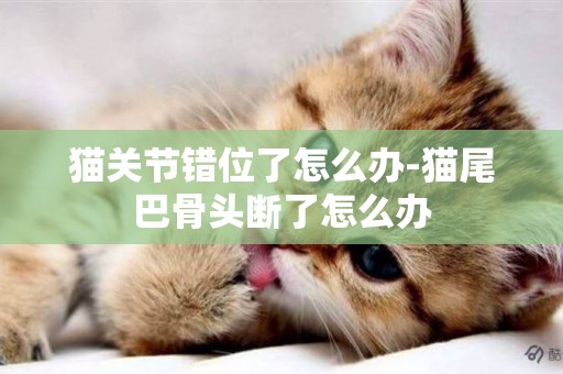 貓關節錯位了怎么辦-貓尾巴骨頭斷了怎么辦