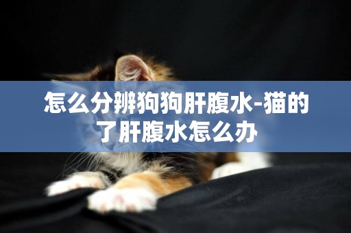 怎么分辨狗狗肝腹水-貓的了肝腹水怎么辦