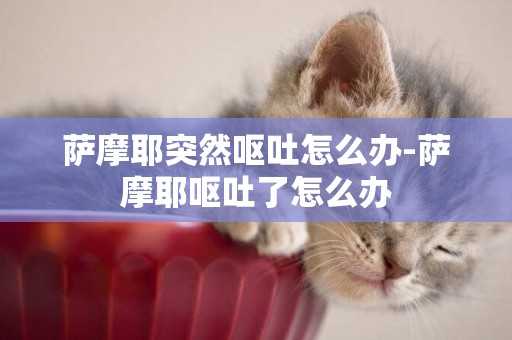薩摩耶突然嘔吐怎么辦-薩摩耶嘔吐了怎么辦