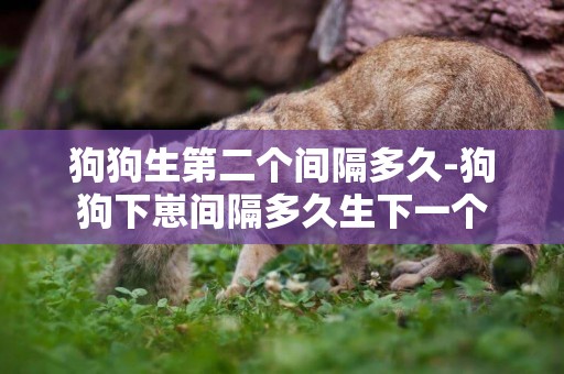 狗狗生第二個間隔多久-狗狗下崽間隔多久生下一個