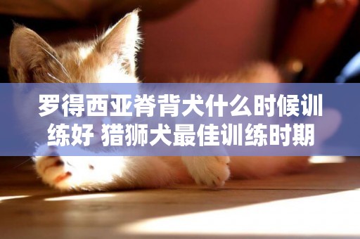 羅得西亞脊背犬什么時候訓練好 獵獅犬最佳訓練時期