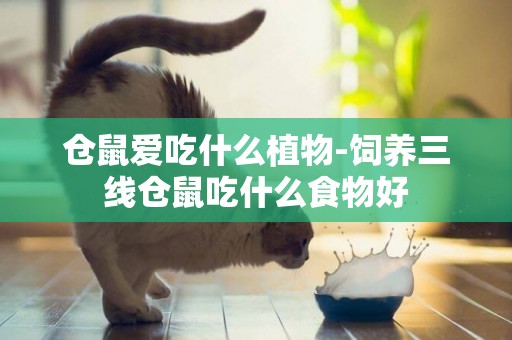 倉鼠愛吃什么植物-飼養三線倉鼠吃什么食物好