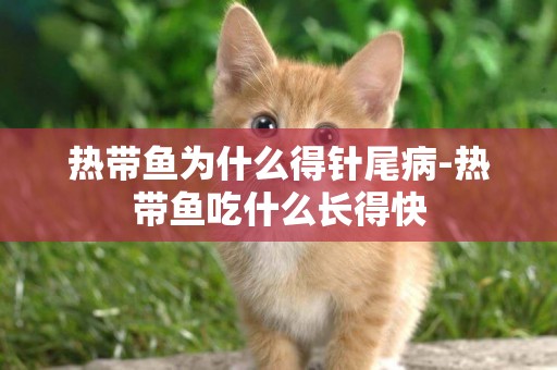 熱帶魚為什么得針尾病-熱帶魚吃什么長得快