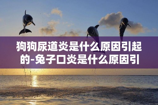 狗狗尿道炎是什么原因引起的-兔子口炎是什么原因引起的