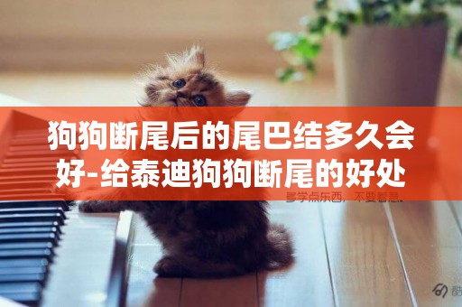 狗狗斷尾后的尾巴結多久會好-給泰迪狗狗斷尾的好處你一定要知道