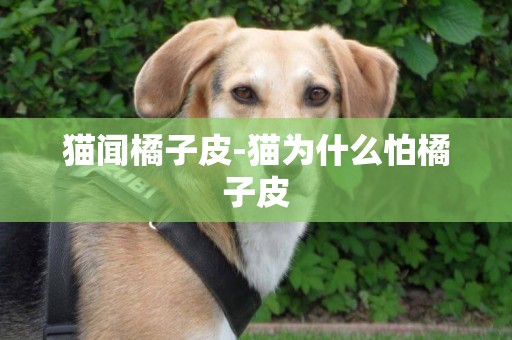 貓聞橘子皮-貓為什么怕橘子皮