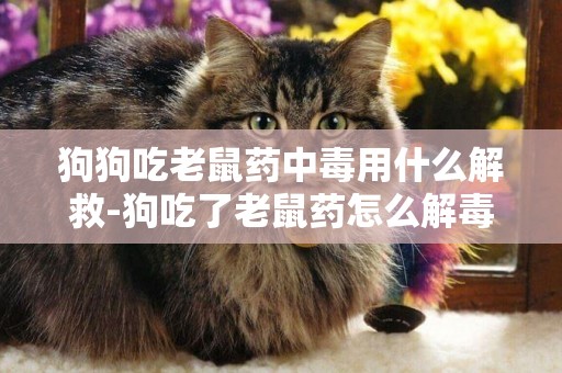 狗狗吃老鼠藥中毒用什么解救-狗吃了老鼠藥怎么解毒