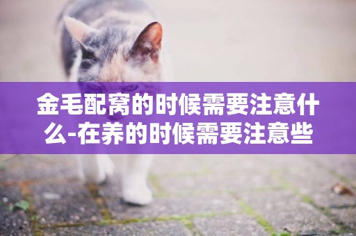 金毛配窩的時候需要注意什么-在養的時候需要注意些什么