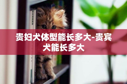貴婦犬體型能長多大-貴賓犬能長多大