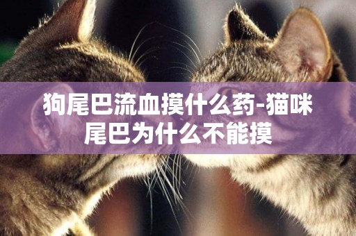 狗尾巴流血摸什么藥-貓咪尾巴為什么不能摸