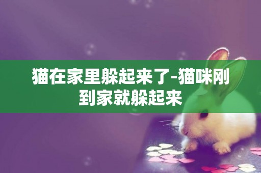 貓在家里躲起來了-貓咪剛到家就躲起來