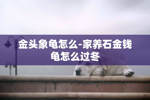 金頭象龜怎么-家養石金錢龜怎么過冬