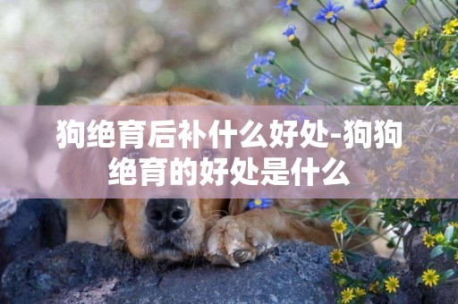 狗絕育后補什么好處-狗狗絕育的好處是什么