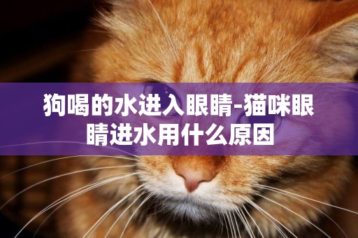 狗喝的水進入眼睛-貓咪眼睛進水用什么原因