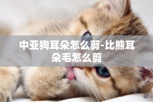 中亞狗耳朵怎么剪-比熊耳朵毛怎么剪
