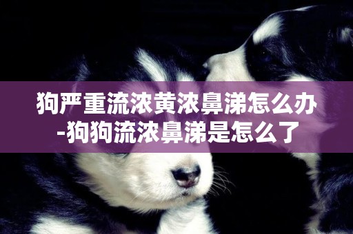狗嚴重流濃黃濃鼻涕怎么辦-狗狗流濃鼻涕是怎么了