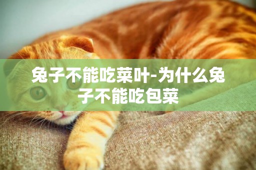 兔子不能吃菜葉-為什么兔子不能吃包菜
