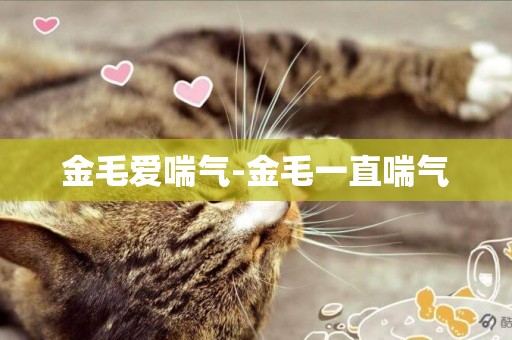 金毛愛喘氣-金毛一直喘氣