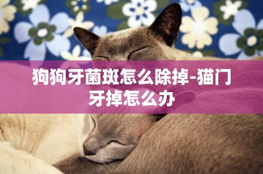 狗狗牙菌斑怎么除掉-貓門牙掉怎么辦