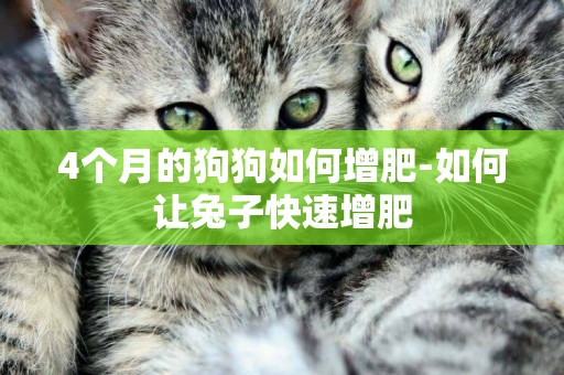 4個月的狗狗如何增肥-如何讓兔子快速增肥