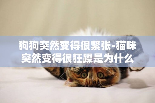 狗狗突然變得很緊張-貓咪突然變得很狂躁是為什么