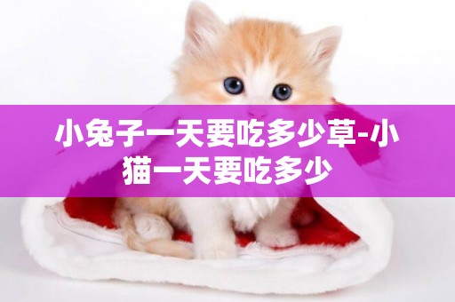 小兔子一天要吃多少草-小貓一天要吃多少