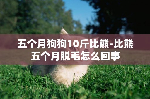 五個月狗狗10斤比熊-比熊五個月脫毛怎么回事
