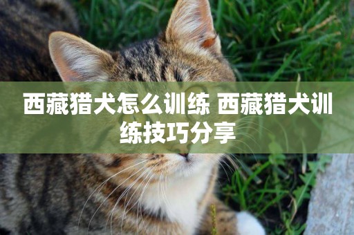 西藏獵犬怎么訓練 西藏獵犬訓練技巧分享
