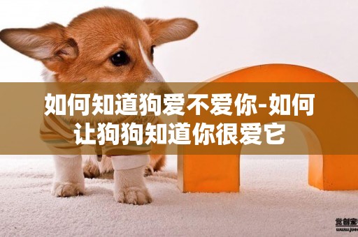 如何知道狗愛不愛你-如何讓狗狗知道你很愛它