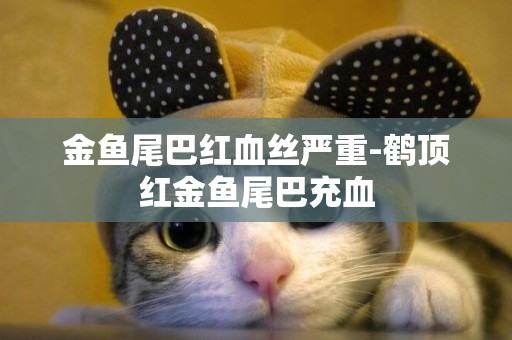 金魚尾巴紅血絲嚴重-鶴頂紅金魚尾巴充血