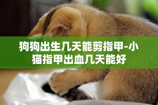 狗狗出生幾天能剪指甲-小貓指甲出血幾天能好