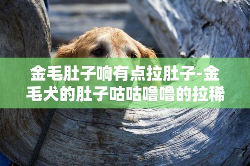 金毛肚子響有點拉肚子-金毛犬的肚子咕咕嚕嚕的拉稀怎么辦