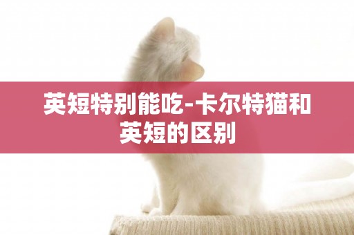 英短特別能吃-卡爾特貓和英短的區別