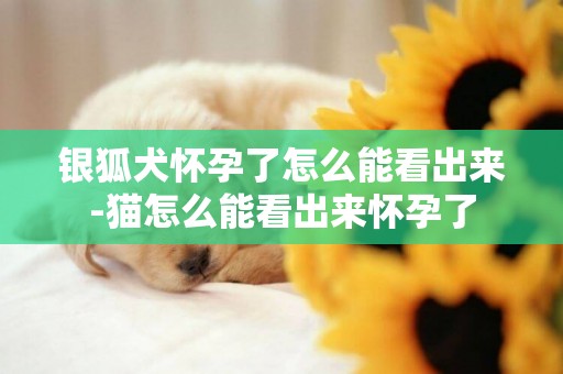銀狐犬懷孕了怎么能看出來-貓怎么能看出來懷孕了
