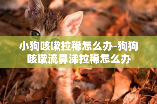 小狗咳嗽拉稀怎么辦-狗狗咳嗽流鼻涕拉稀怎么辦