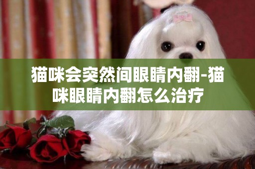 貓咪會突然間眼睛內翻-貓咪眼睛內翻怎么治療