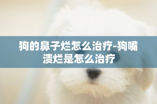 狗的鼻子爛怎么治療-狗嘴潰爛是怎么治療